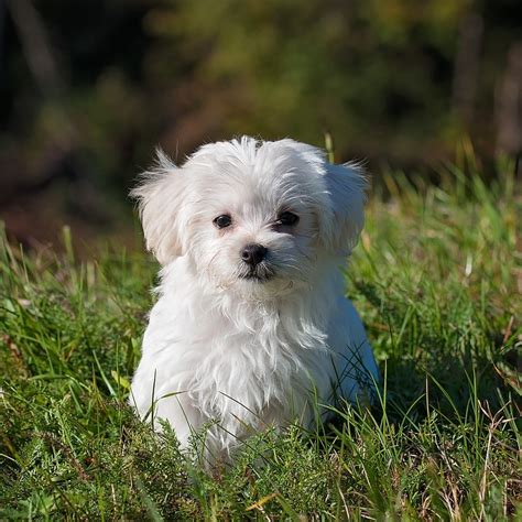 chiot maltais|chien race bichon maltais.